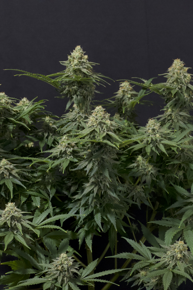 Photo of Wedding Cheesecake FF