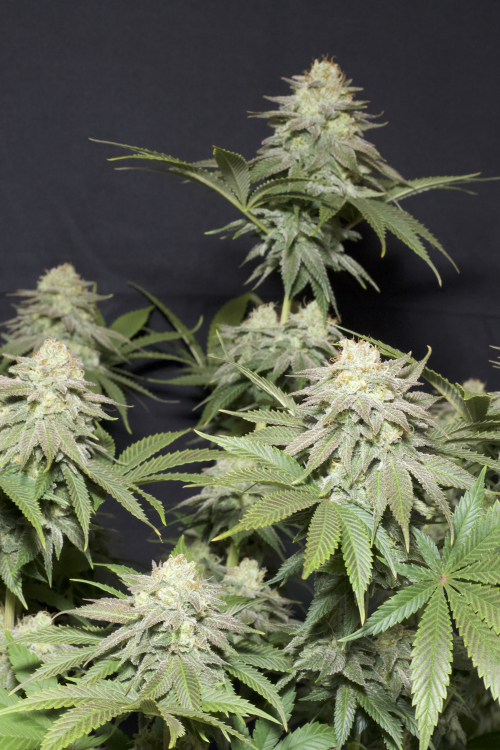 Orange Sherbet FF