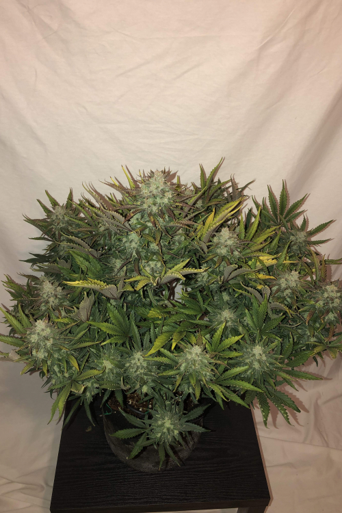 Gorilla Auto