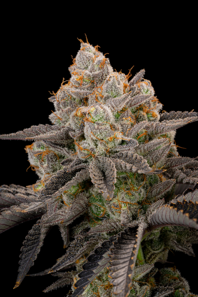 Photo of Gorilla Cookies FF