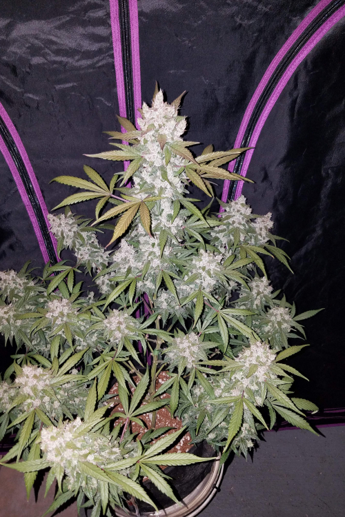 Girl Scout Cookies