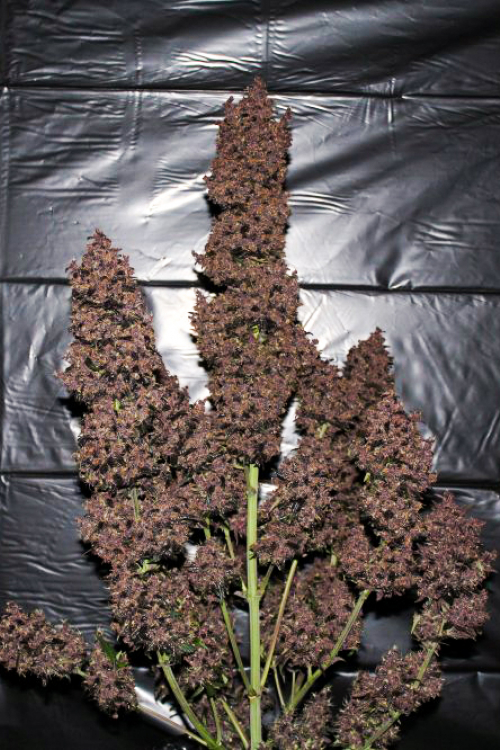 C4