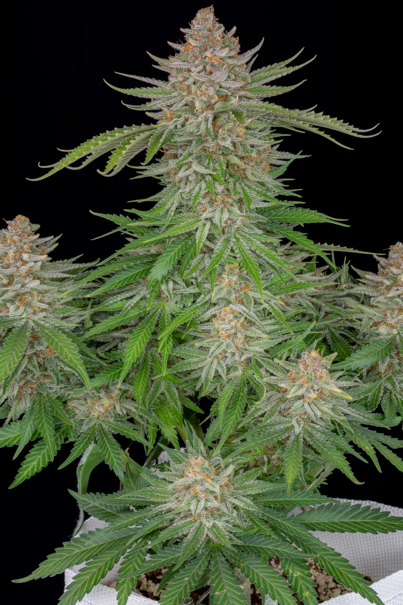 Photo of Strawberry Pie Auto