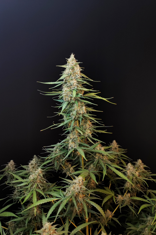 Sour Diesel Auto