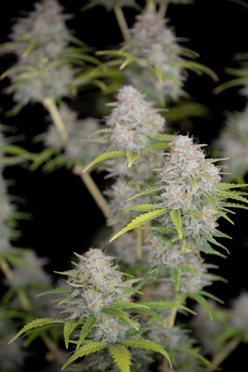Orange Sherbet Auto