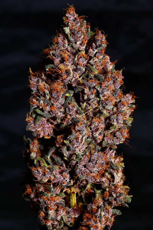 Crystal Meth Auto