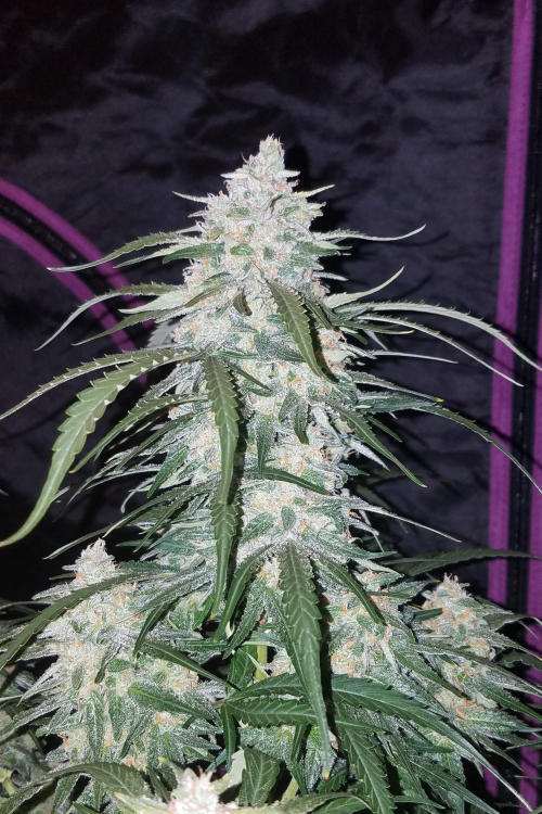 Pineapple Express Auto