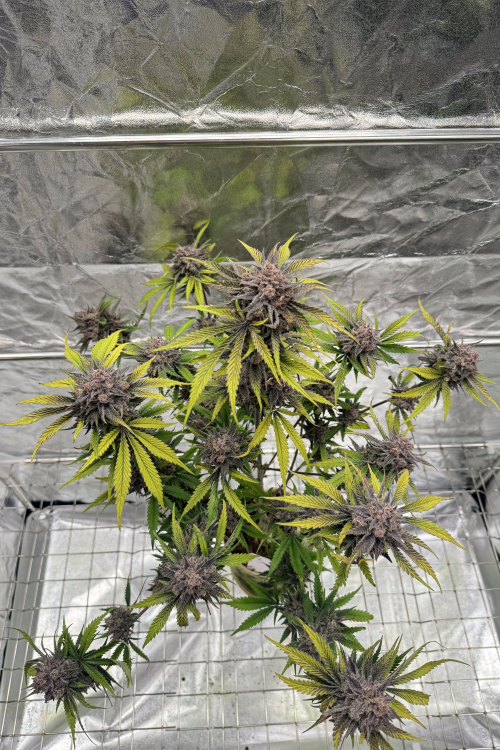 Cherry Cola Auto RF3