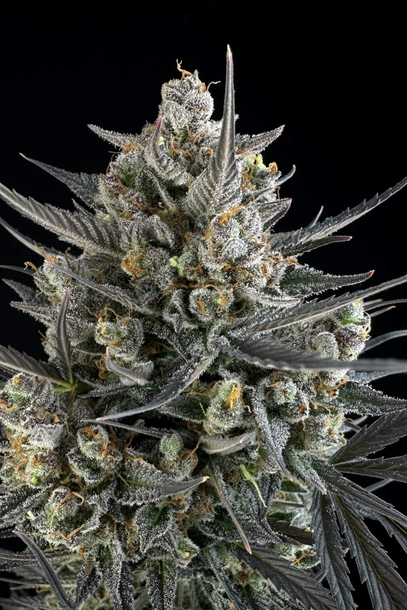 Photo of Pound Cake Auto