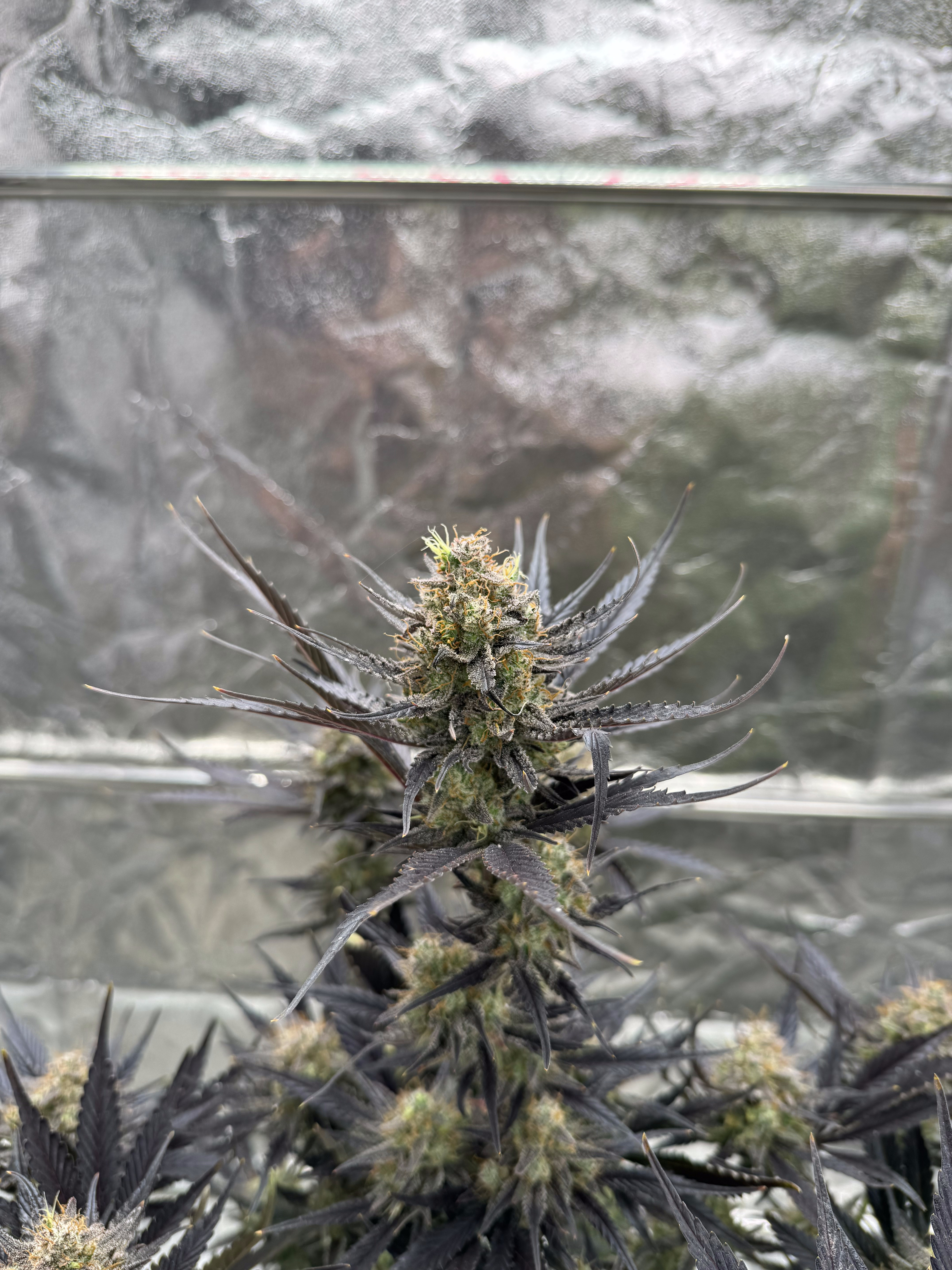 Guava Auto RF3