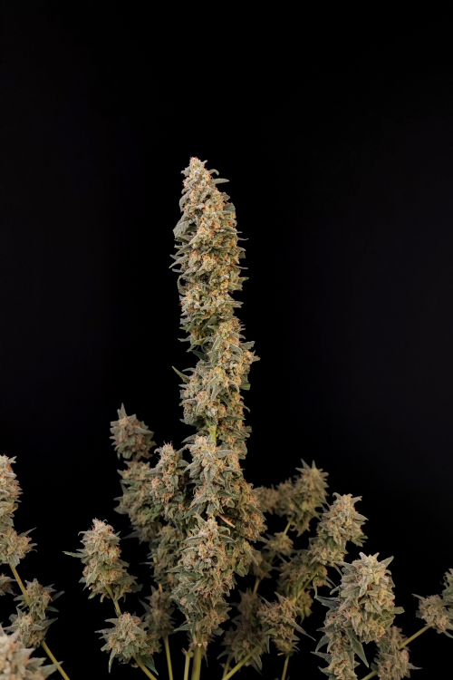 Critical Auto