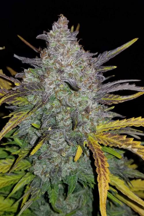 Rhino Ryder Auto