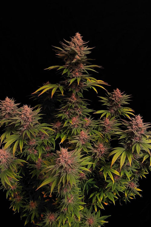 Purple Lemonade FF