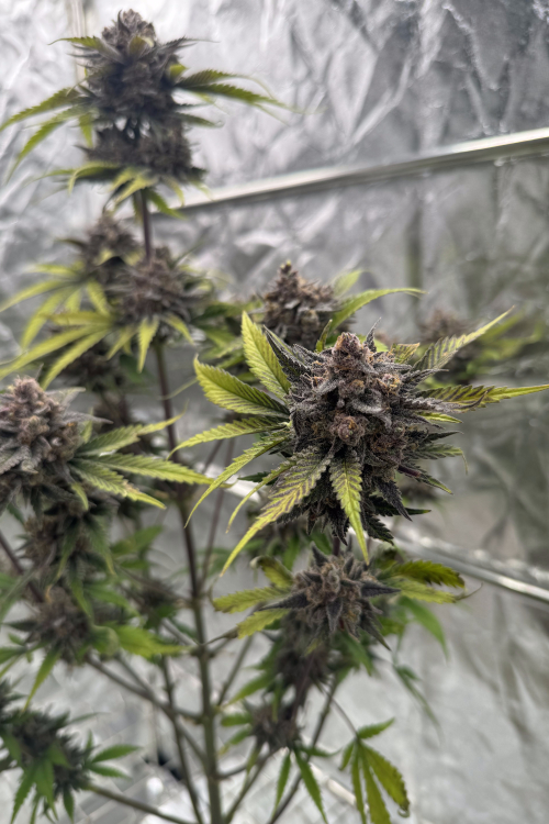 Cherry Cola Auto RF3