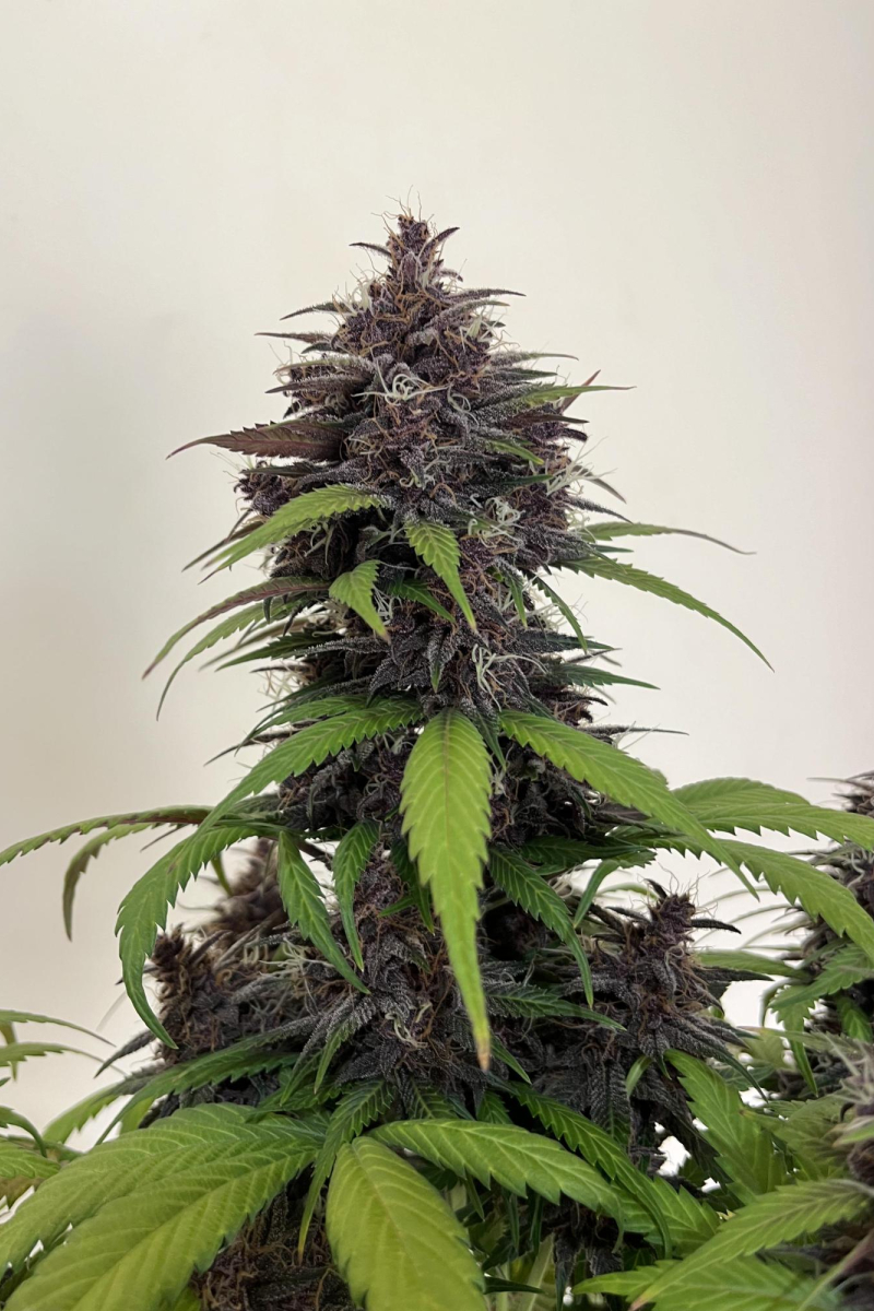 Photo of Purple Haze Auto