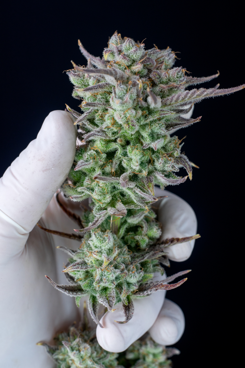 Photo of Strawberry Banana Auto