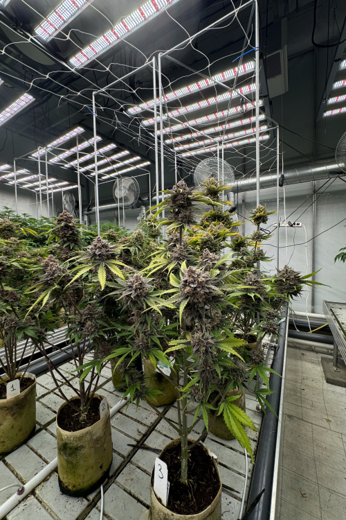 Cherry Cola Auto RF3