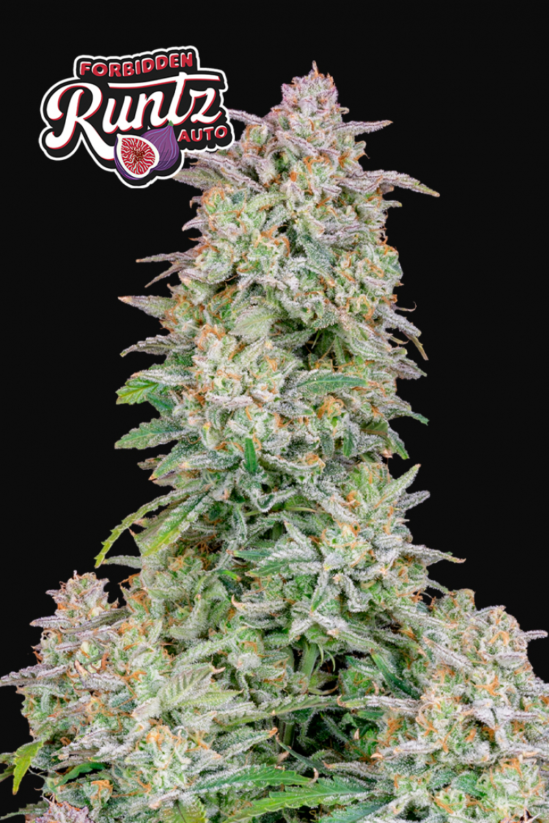 Photo of Forbidden Runtz Auto