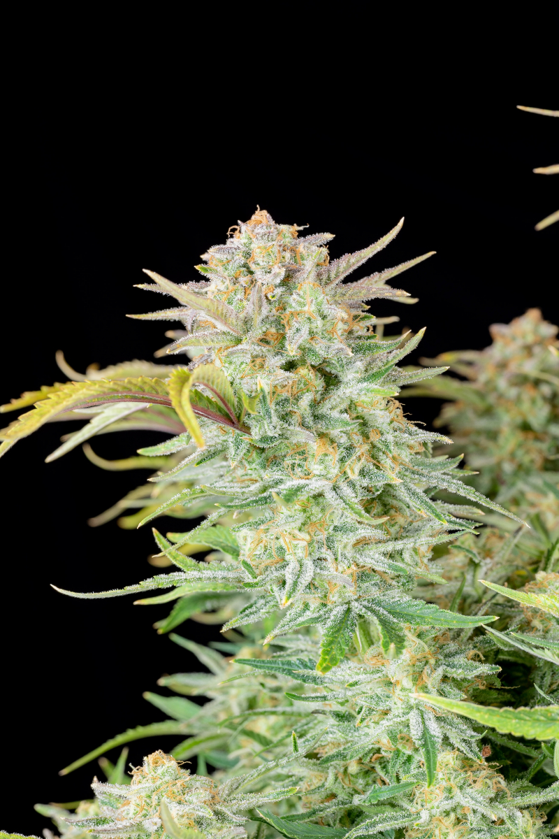 Photo of Bruce Banner Auto