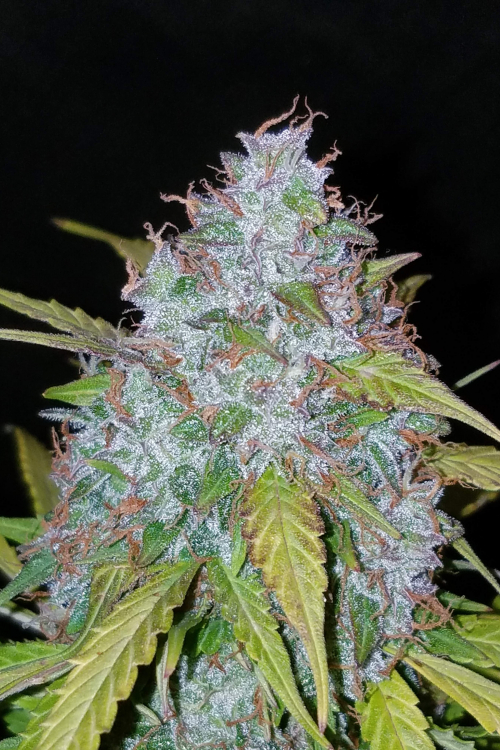 Californian Snow Auto