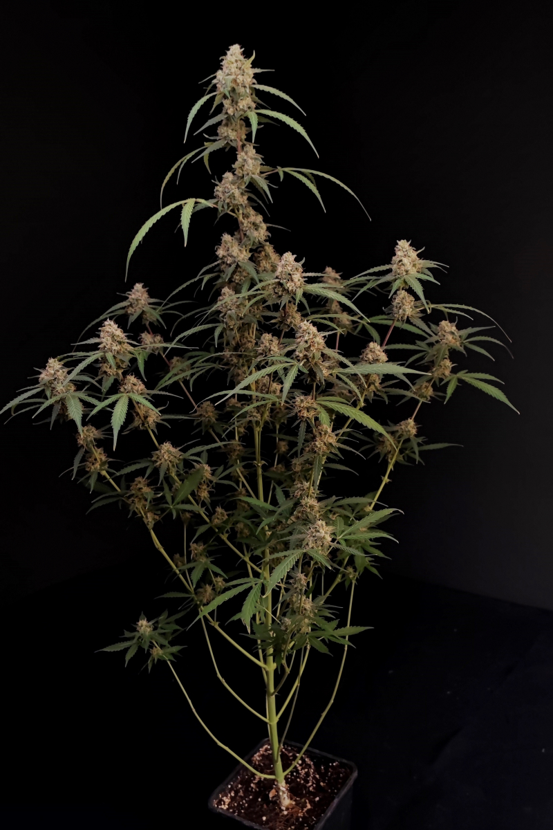 Photo of AK Auto