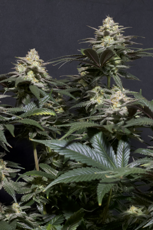 Purple Lemonade FF