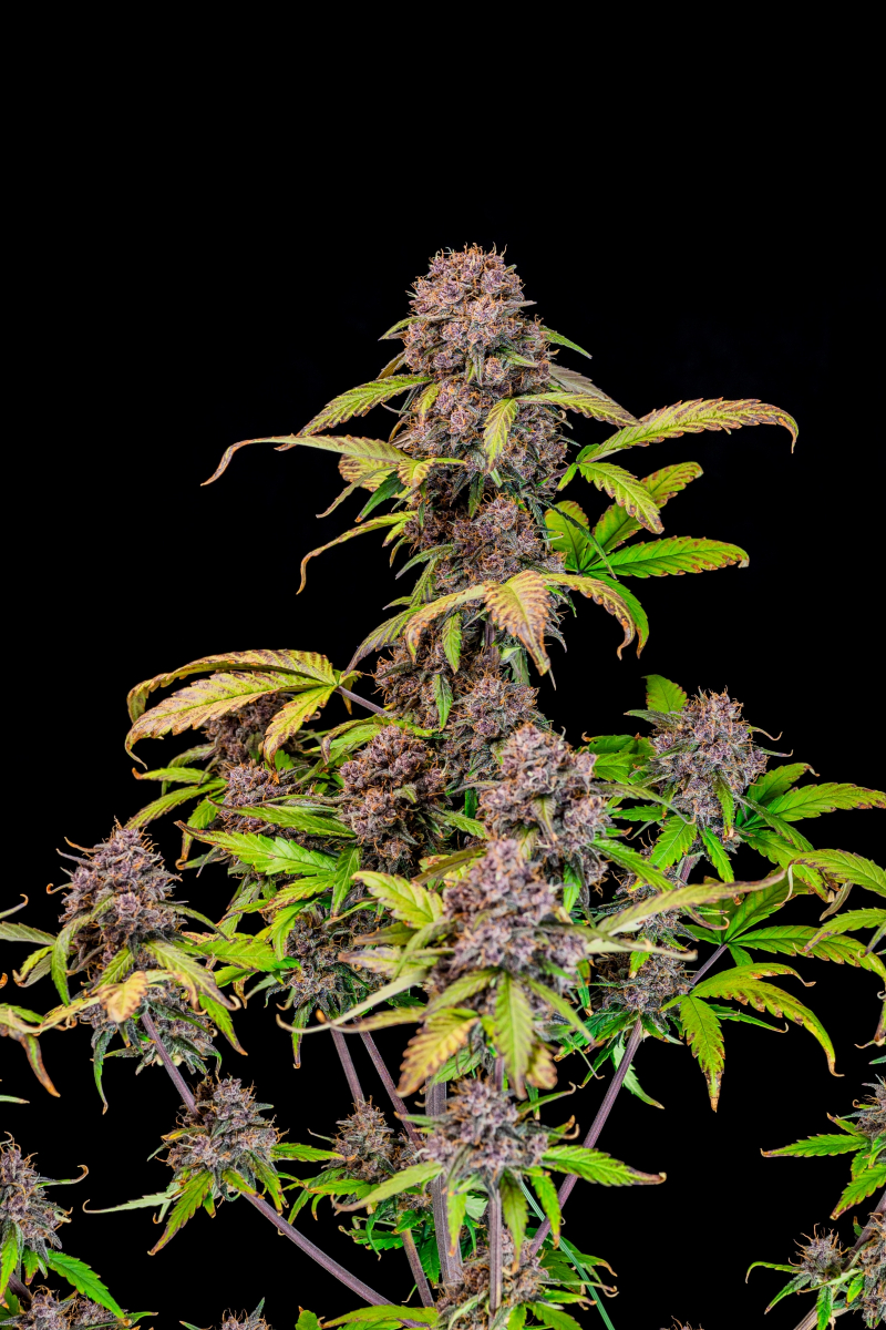 Photo of Lemon Cherry Cookies Auto