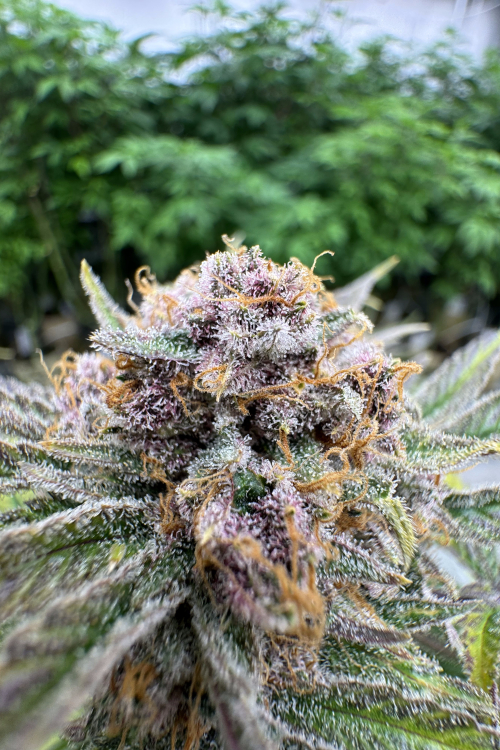Cherry Cola Auto RF3