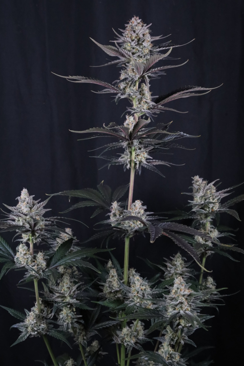 Mendo Guava Auto