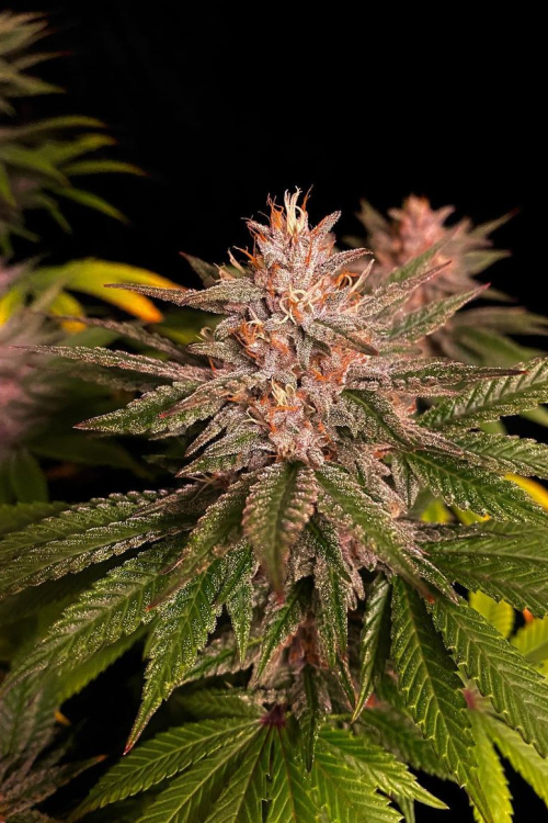 Purple Lemonade FF