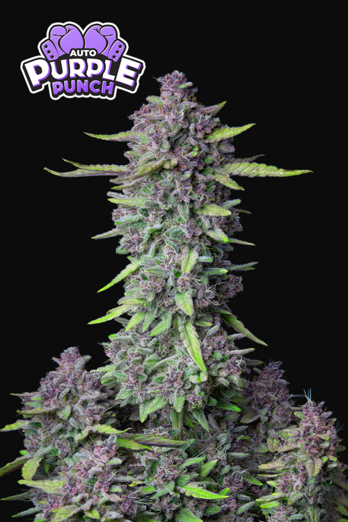 Purple Punch Auto