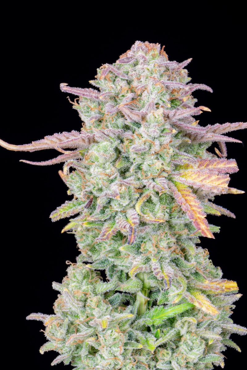 Photo of Trainwreck Auto