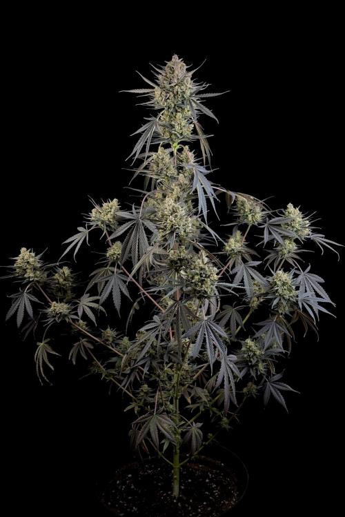 Pound Cake Auto