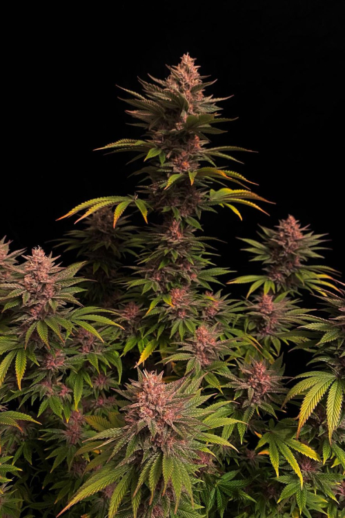 Purple Lemonade FF