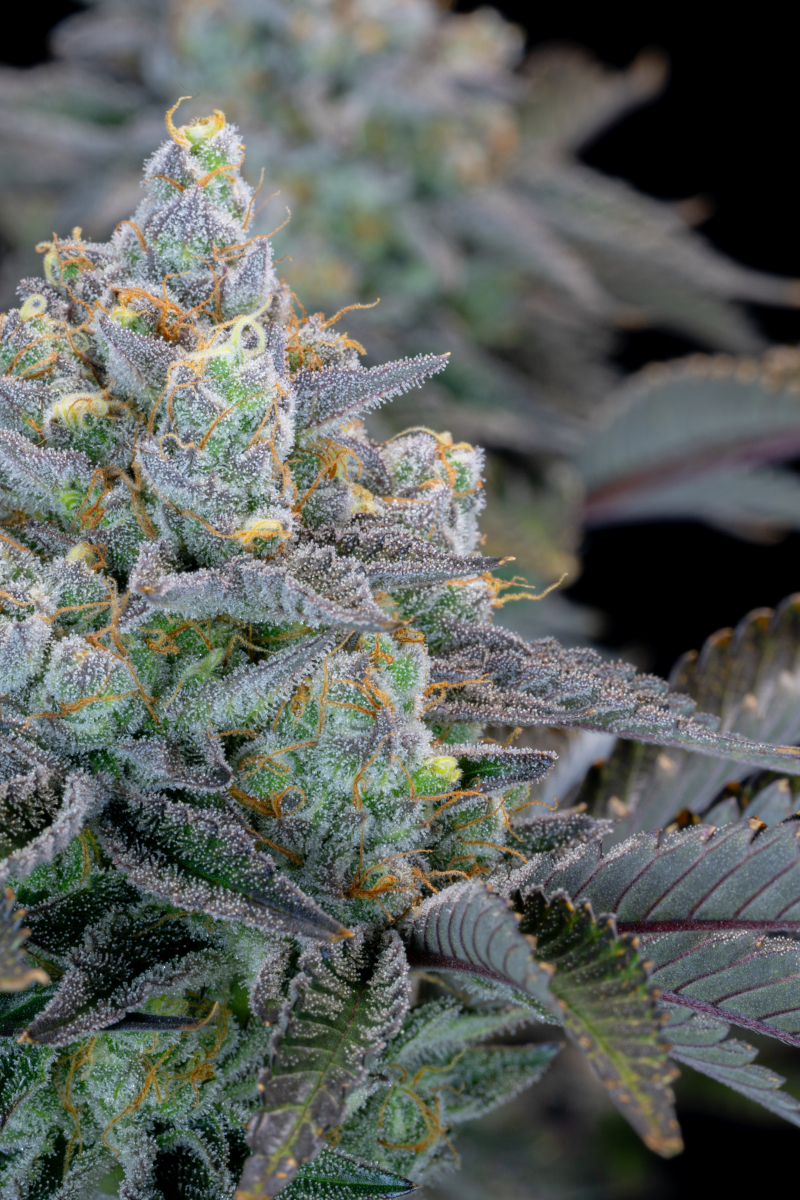 Photo of Gorilla Cookies FF