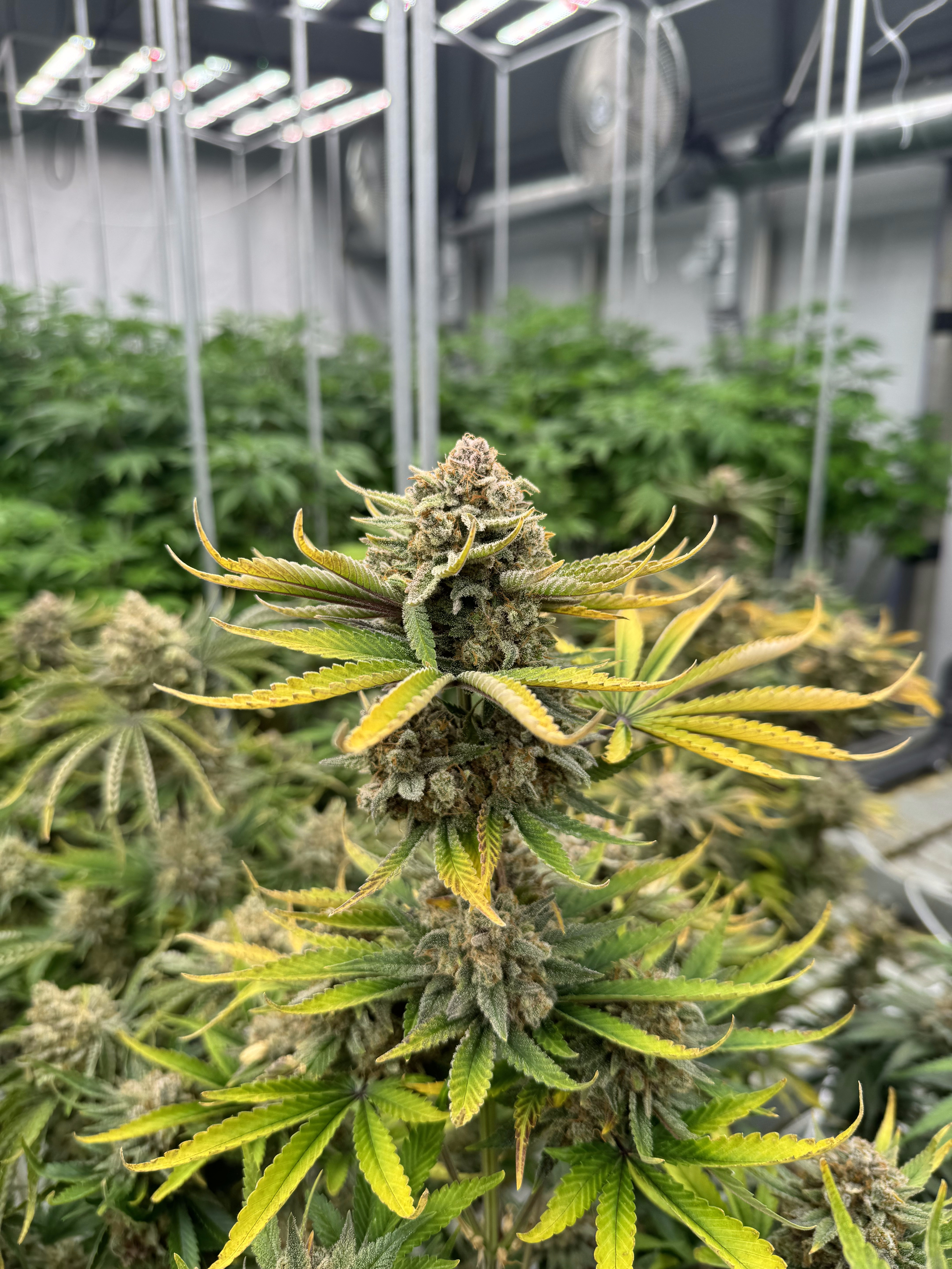 Cherry Cola Auto RF3