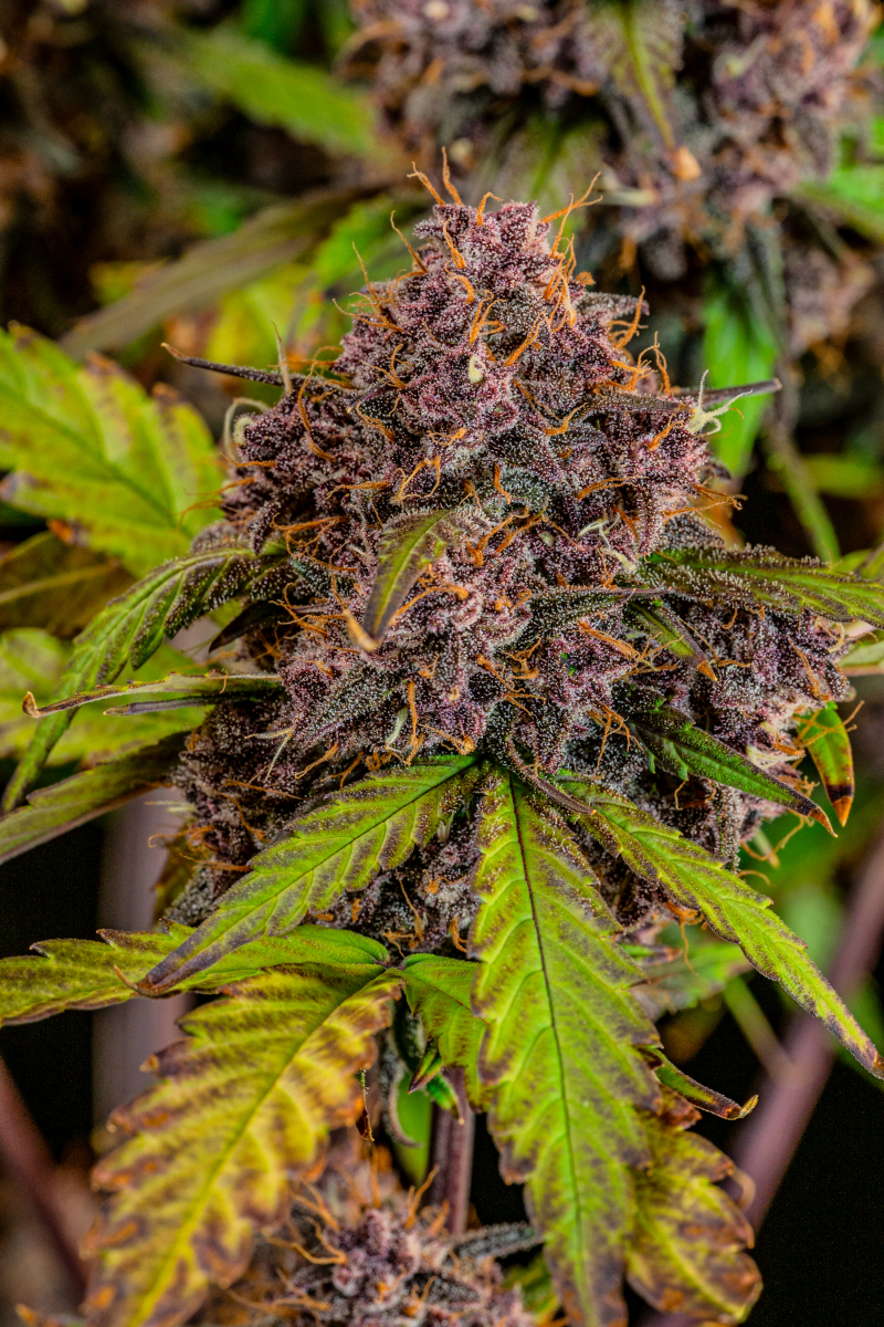 Photo of Lemon Cherry Cookies Auto