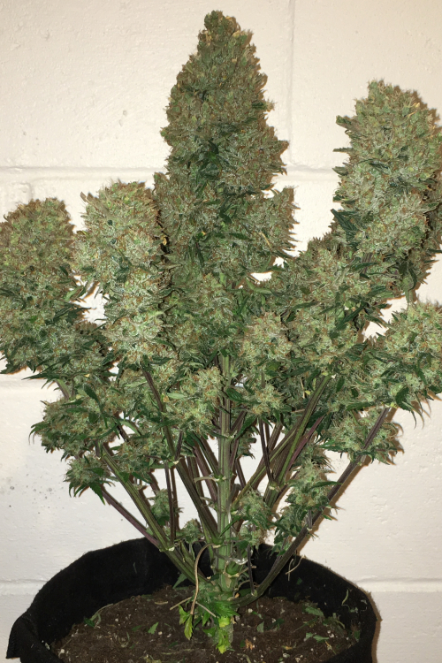 West Coast OG Auto