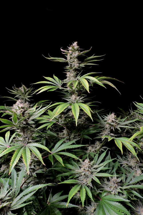 Cherry Cola Auto