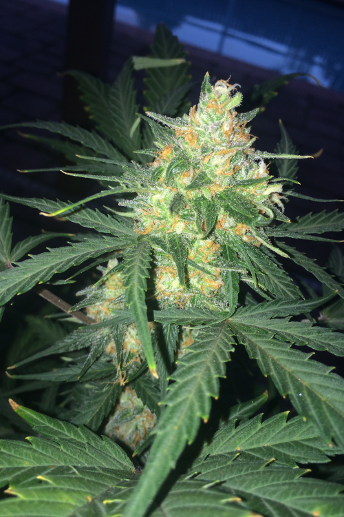 West Coast OG Auto