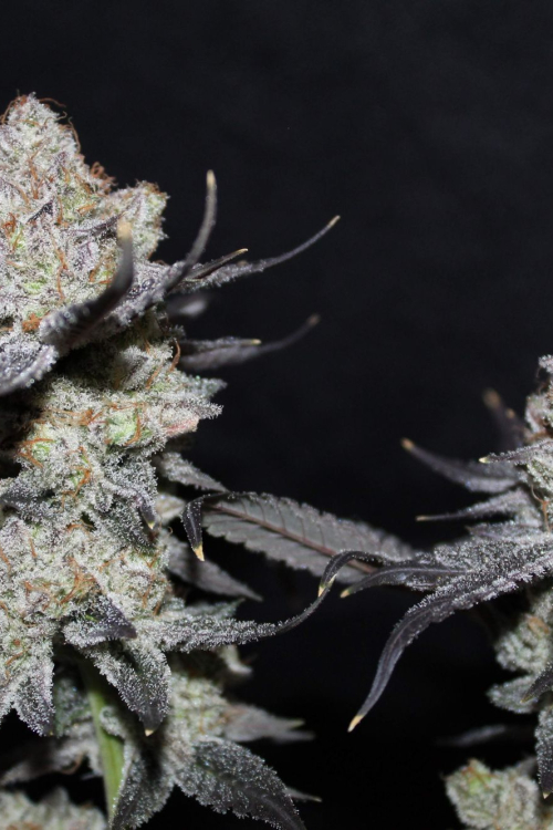 Tropicana Cookies FF