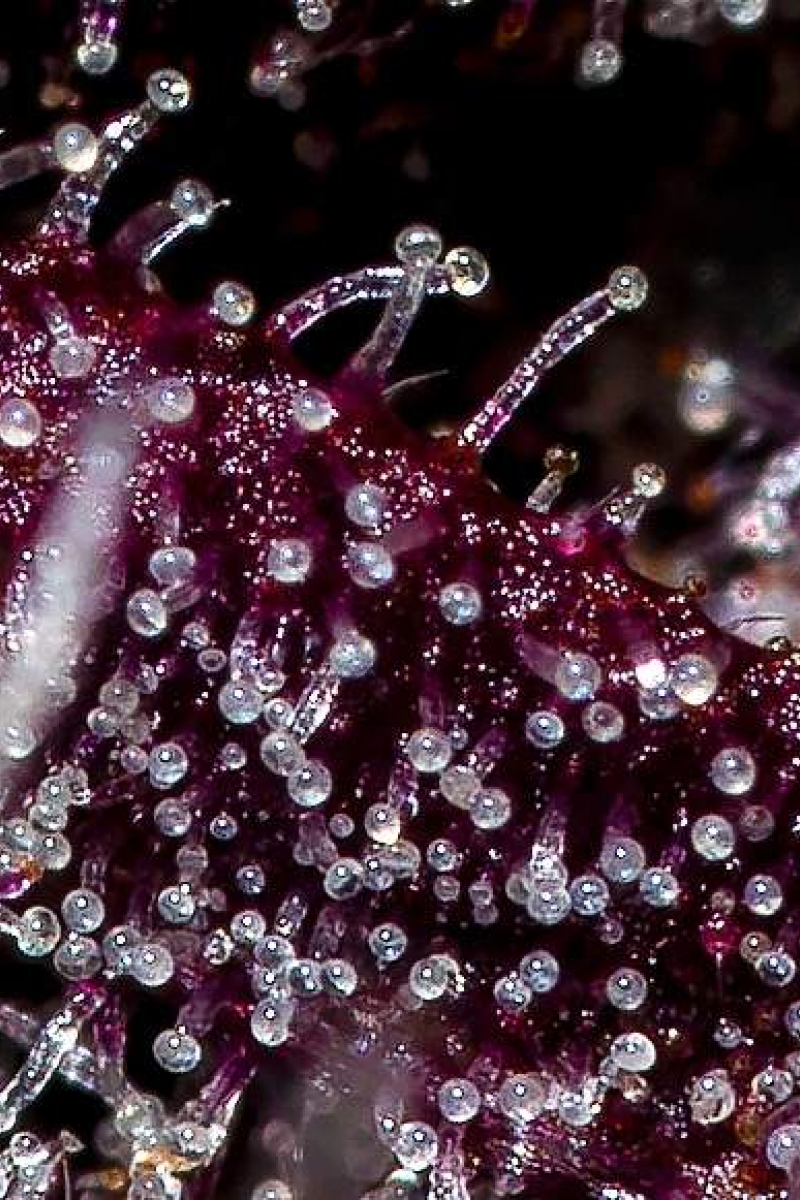 Photo of Blackberry Auto