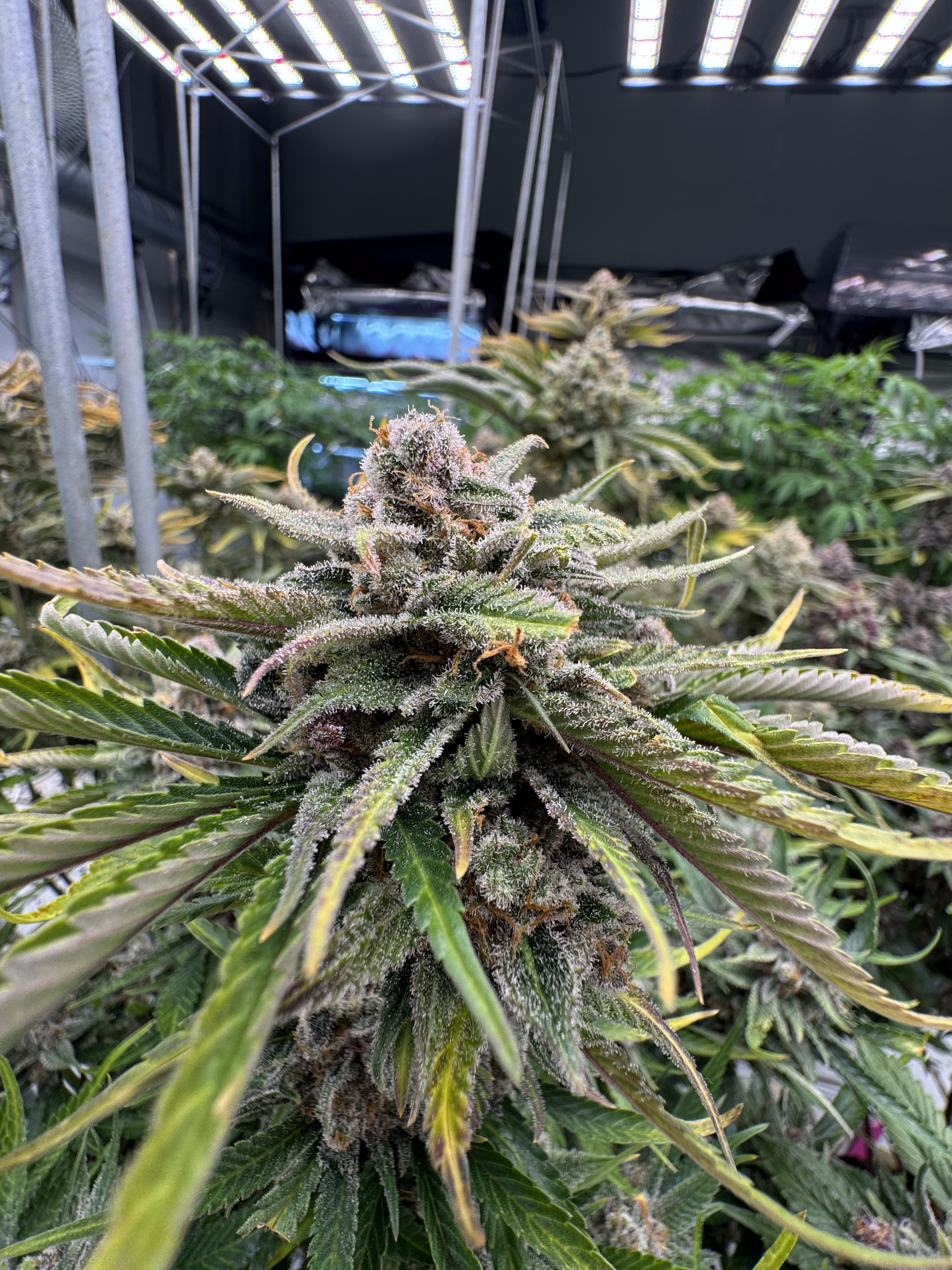 Cherry Cola Auto RF3
