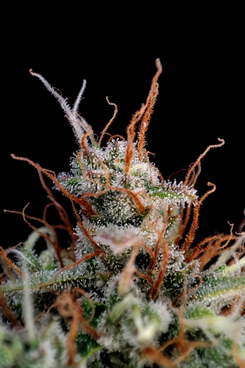 Guava Auto