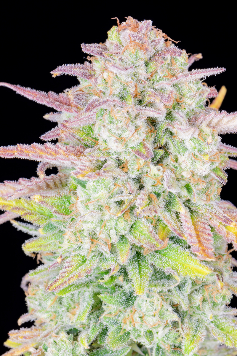 Photo of Trainwreck Auto