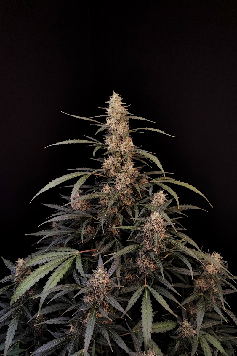 Photo of Amnesia Haze Auto