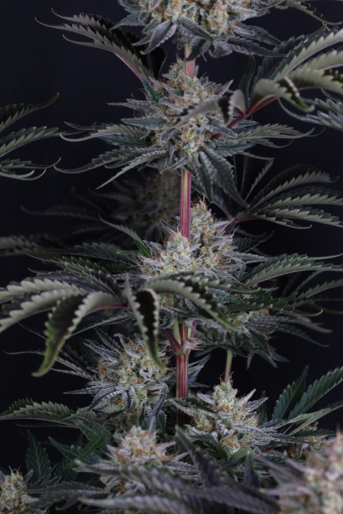 Mendo Frost Auto