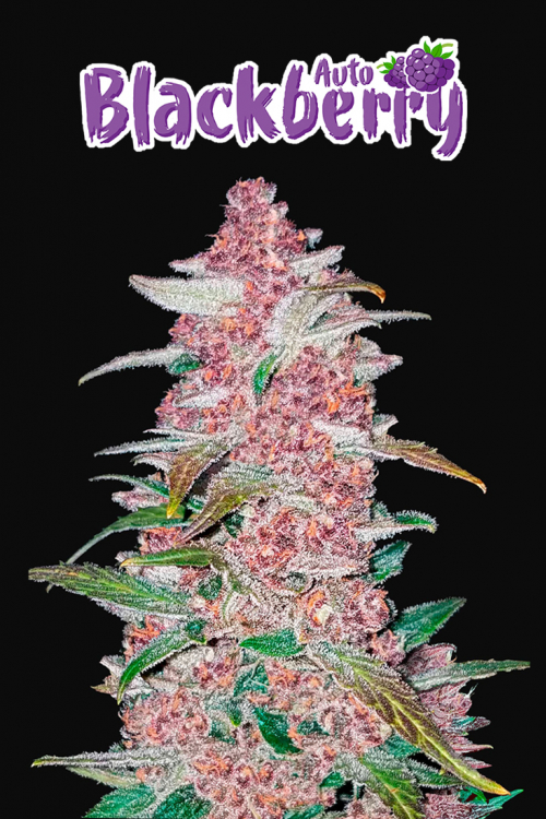 Blackberry Auto