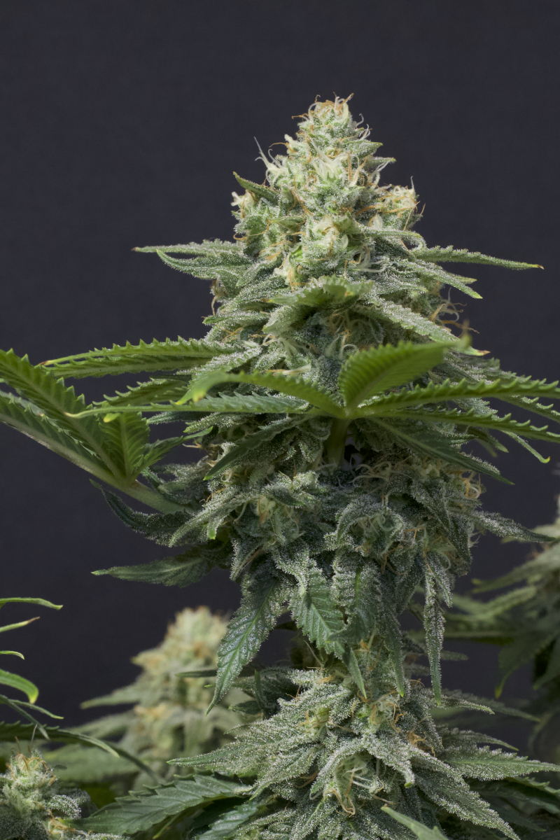 Photo of Wedding Cheesecake FF