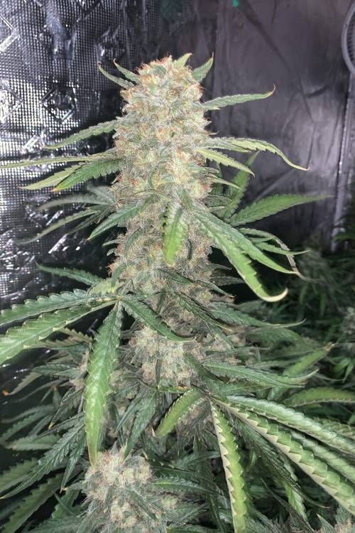 OG Kush Auto